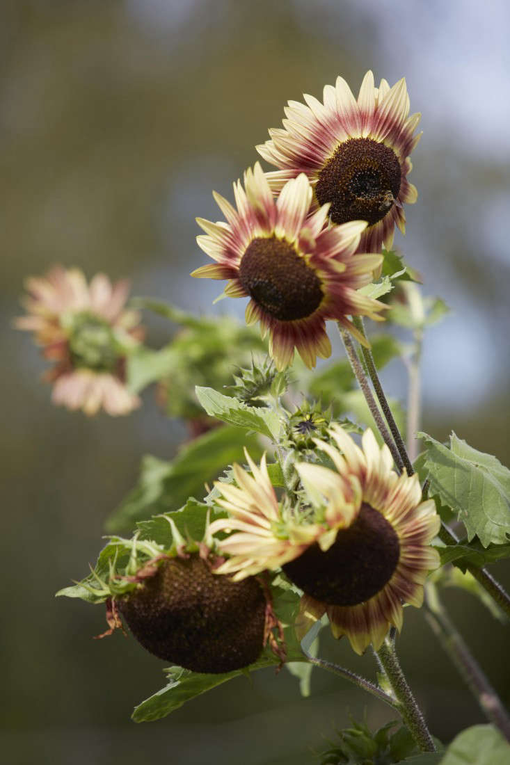 sunflowers-helianthus-britt-willoughby-dyer-gardenista-BN2A0124