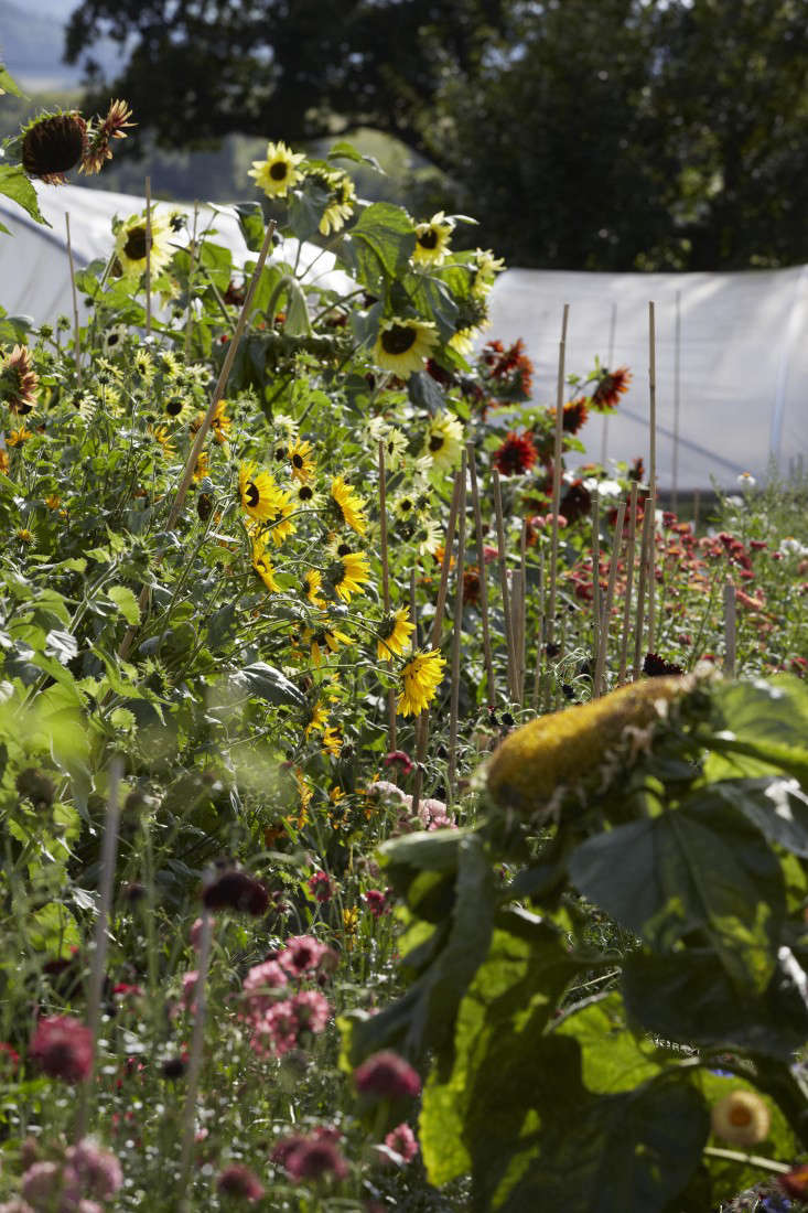 sunflowers-helianthus-britt-willoughby-dyer-gardenista-BN2A0397