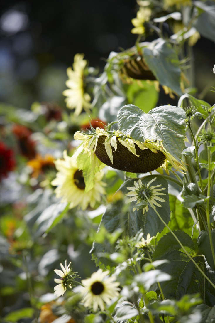 sunflowers-helianthus-britt-willoughy-dyer-gardenista-BN2A0118