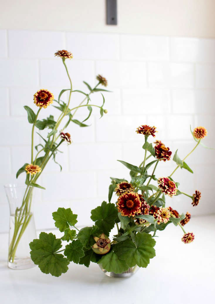 Native to Mexico and Central America, zinnias love heat and direct sunlight. Are you smitten yet?