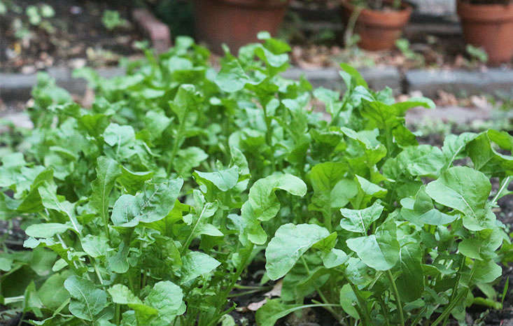 23 and Me: My Favorite Edible Plants to Grow in Shade - Gardenista