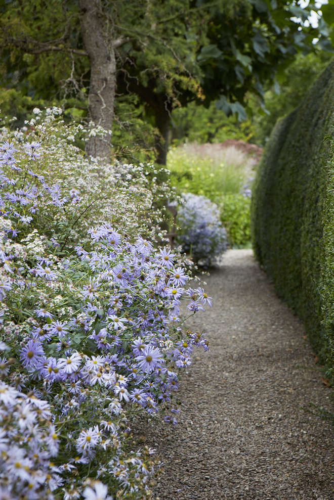 Asters are host plants to more than a hundred different species of caterpillars. Photograph by Britt Willoughby Dyer, from Gardening \10\1: Aster.