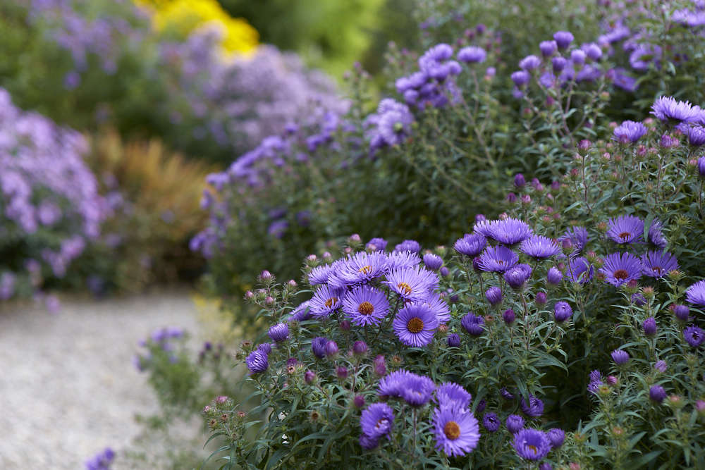 S. novae-angliae ‘Barr’s Purple’.