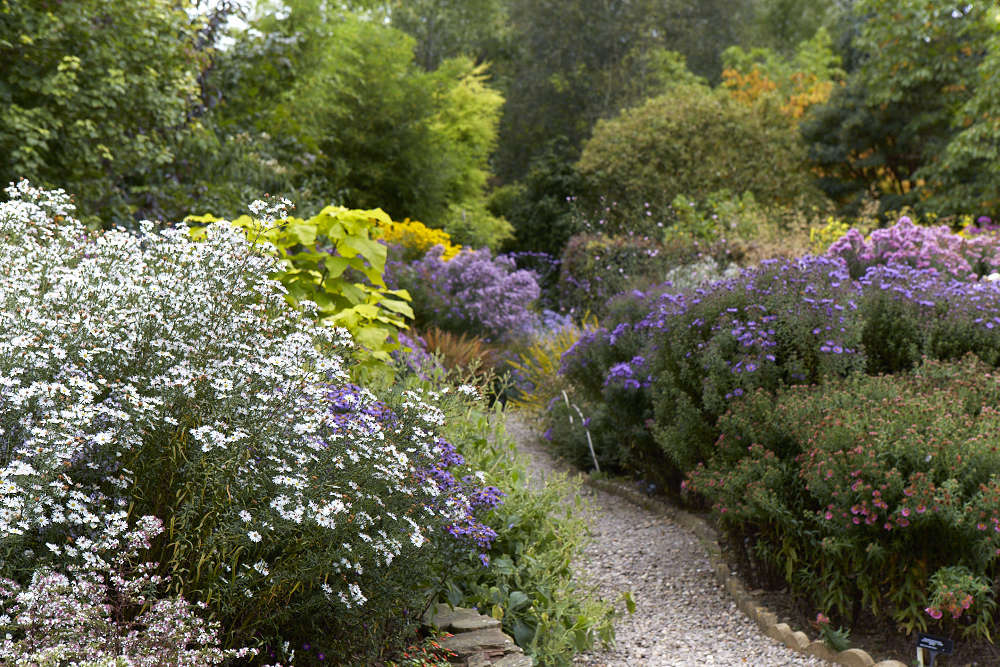 To avoid tumbling flower towers, stake the taller varieties. Also remember to routinely deadhead exhausted flowers and then cut back in the winter after the foliage has declined.