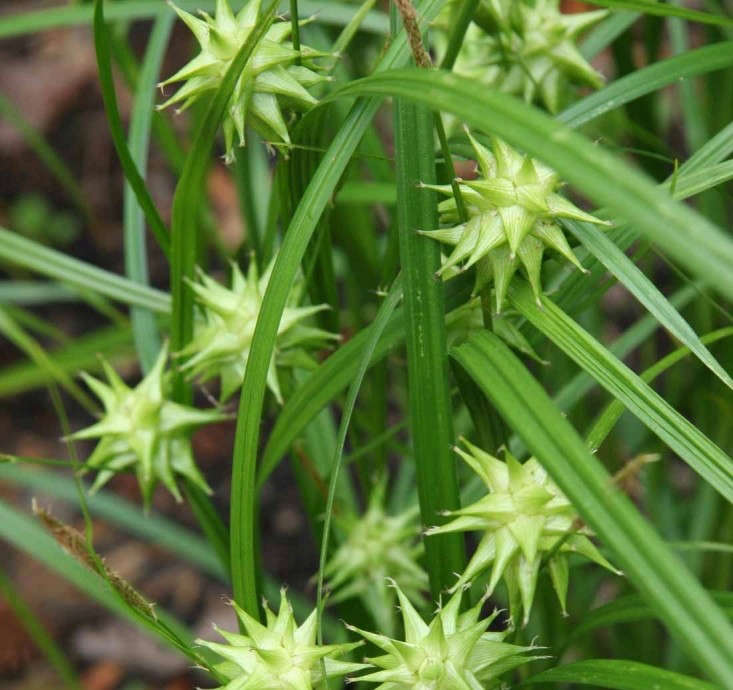 Gardening 101 Carex