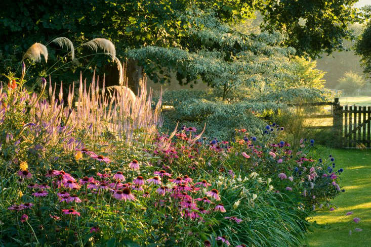 PETTIFERS GARDEN, OXFORDSHIRE. DAWN LIGHT ON LATE SUMMER BORDER WITH ECHINACEA AND CORNUS CONTROVERSA VARIEGATA