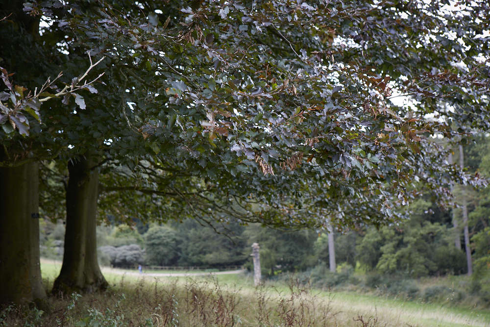 A copper beech tree, at peace.