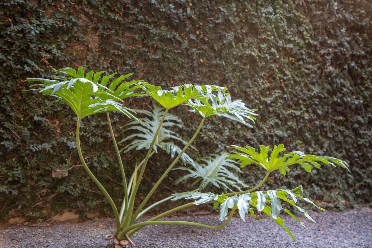 Single fern against vine covered wall in Santa Monica