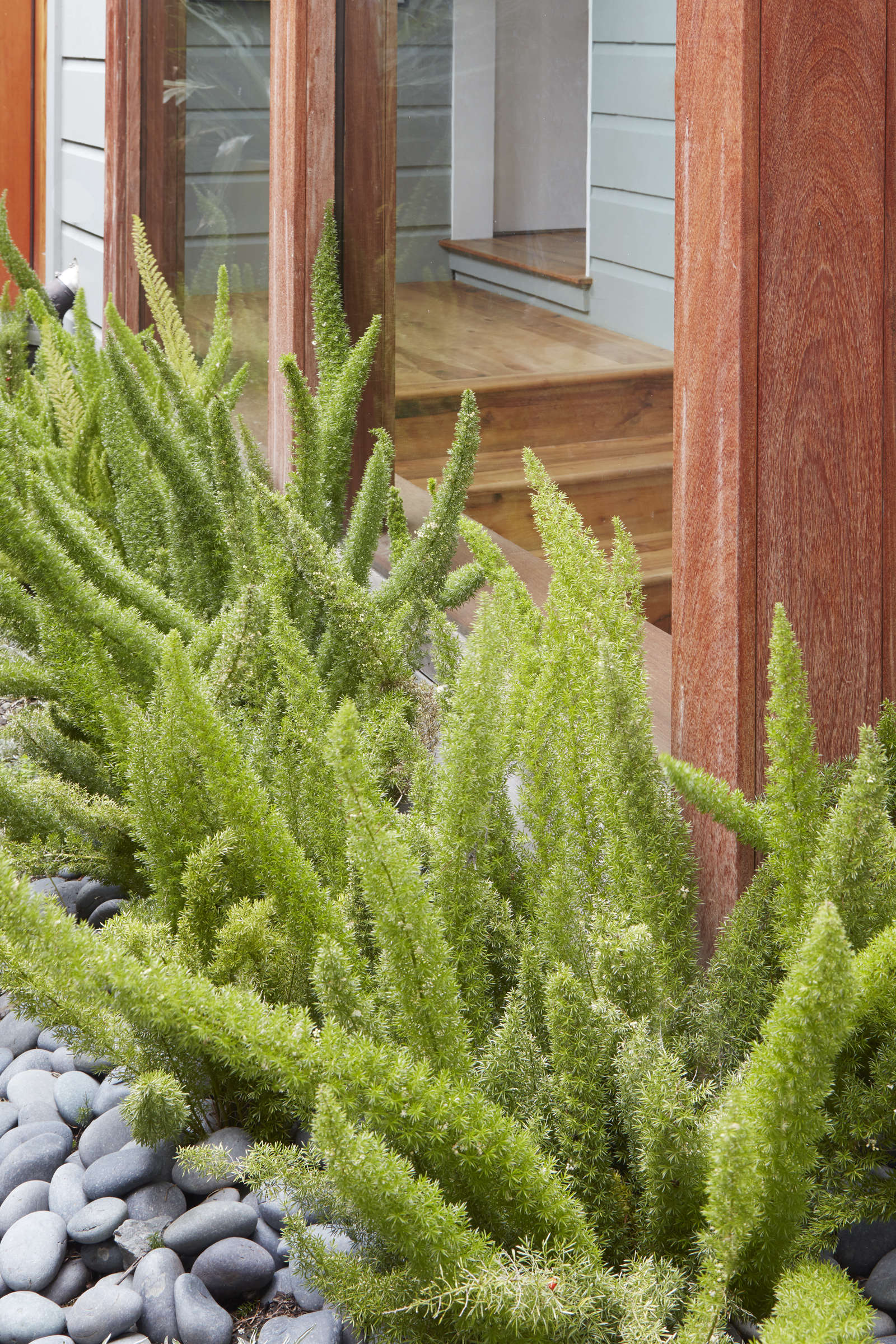 Asparagus ferns also are a happy addition to the garden—if you&#8\2\17;re okay with them staying forever. Here, the more-tailored foxtail fern forms a soft hedge in a hidden garden in San Francisco&#8\2\17;s Mission District. Photograph by Caitlin Atkinson.