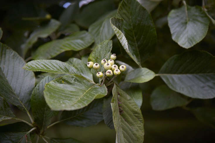 Sorbus tree by Britt Willoughby Dyer