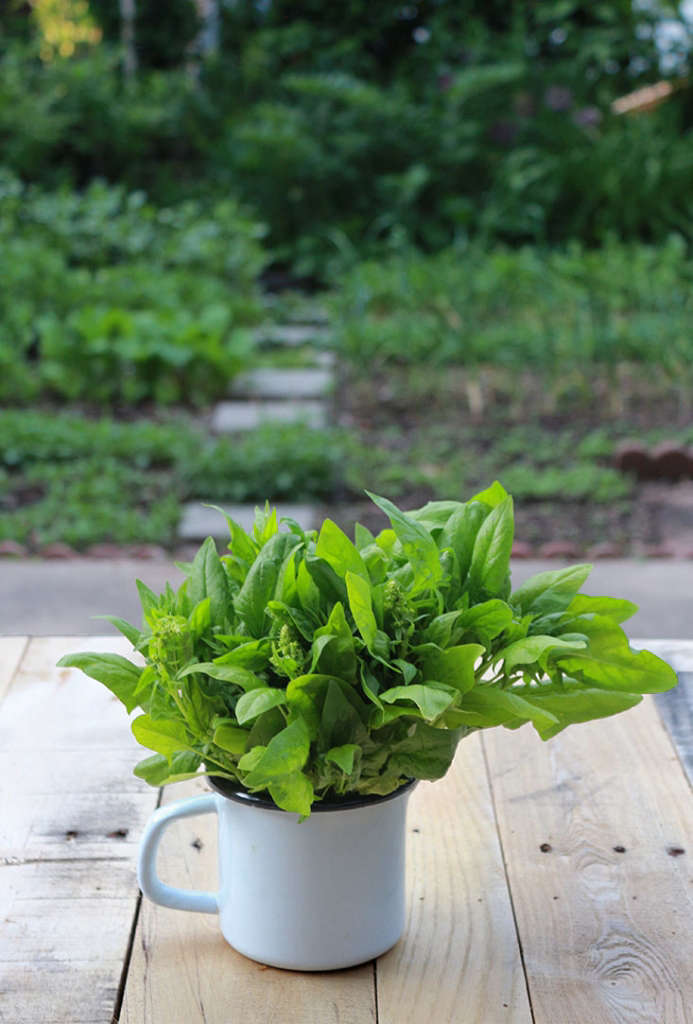 23 and Me My Favorite Edible Plants to Grow in Shade Gardenista