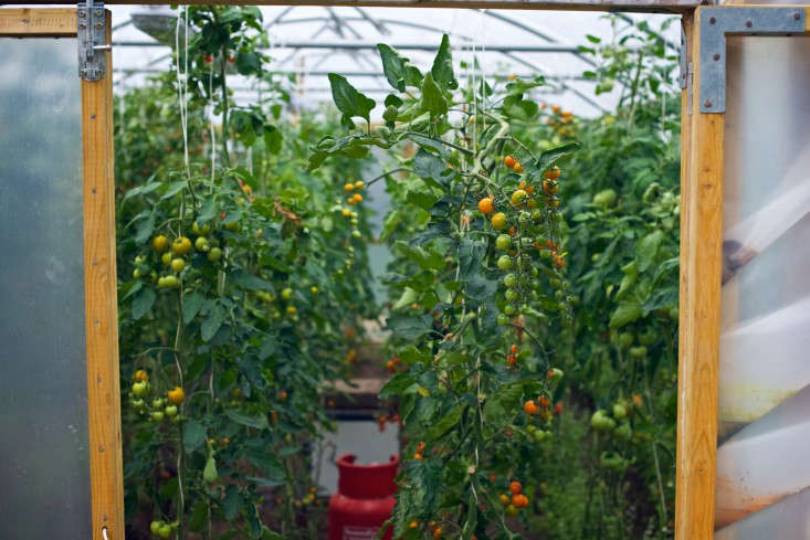 Tomato polytunnel at The Pig, Combe