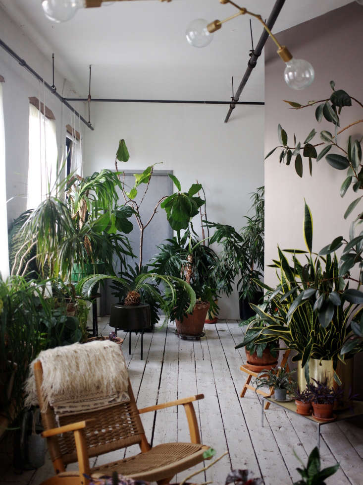 brooklyn loft with white painted floor and mauve wall and tropical houseplants