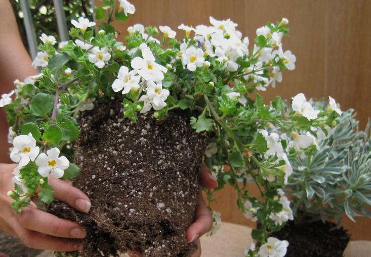 bacopa hanging basket