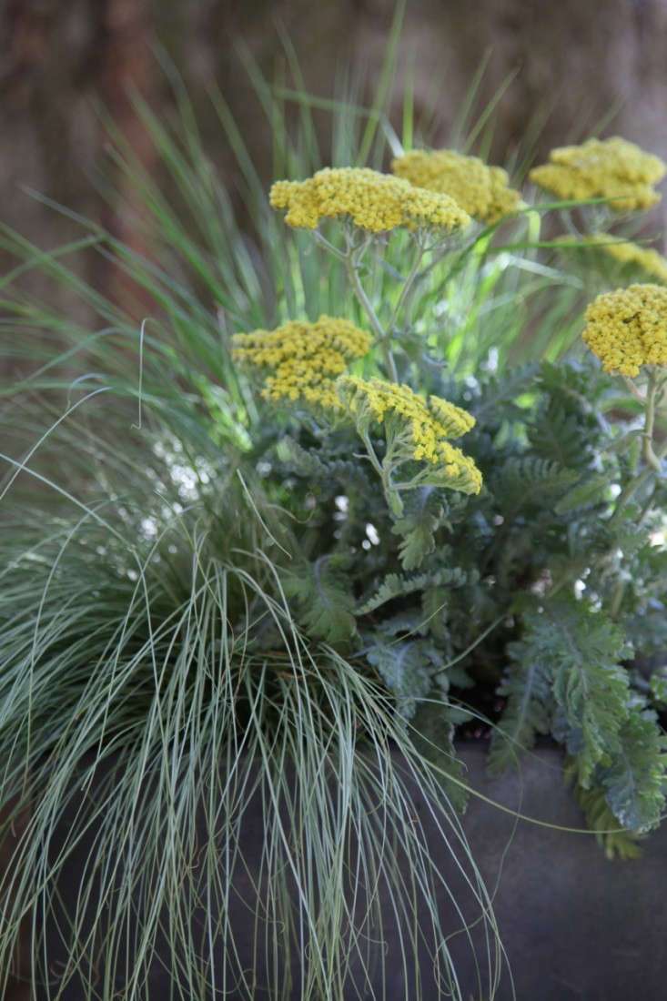 Gardening 101 Amazon Mist Sedge