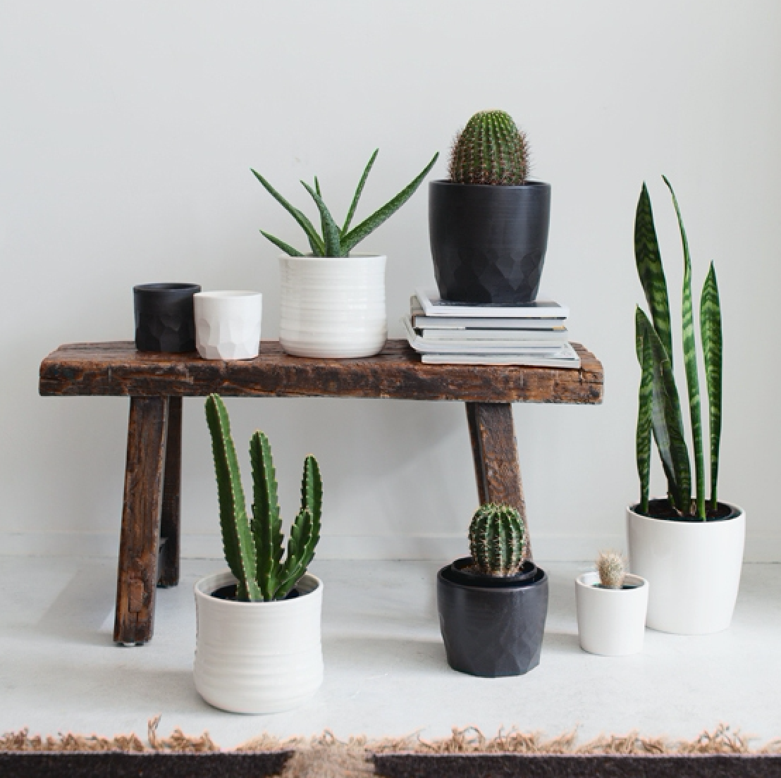 Ceramic planters by Form & Fable hold desert-style houseplants, including Sansevieria (far right).