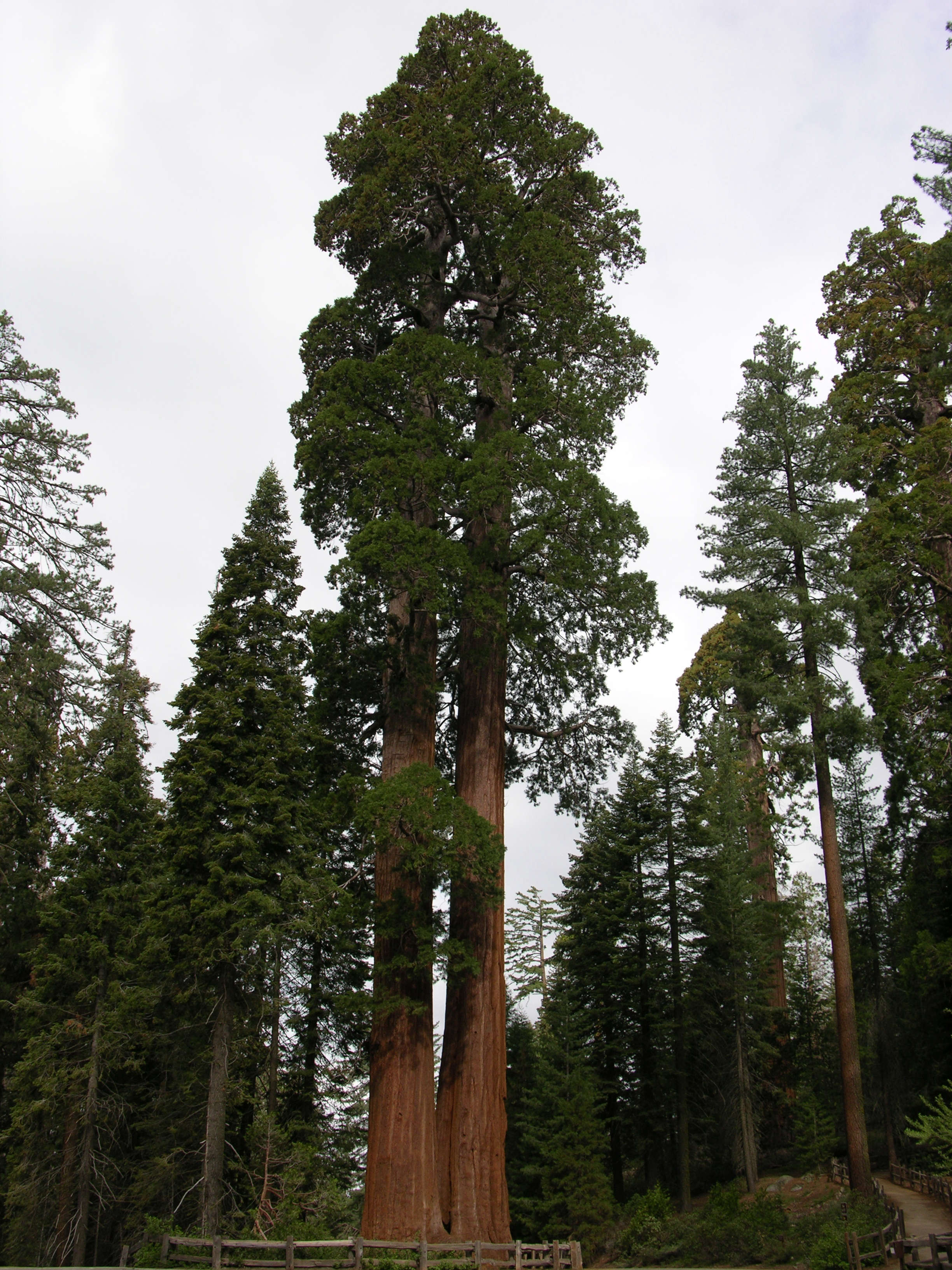 Giant Sequoia Tree Forest Service Fast Tracks Rescue Of Giant Sequoias