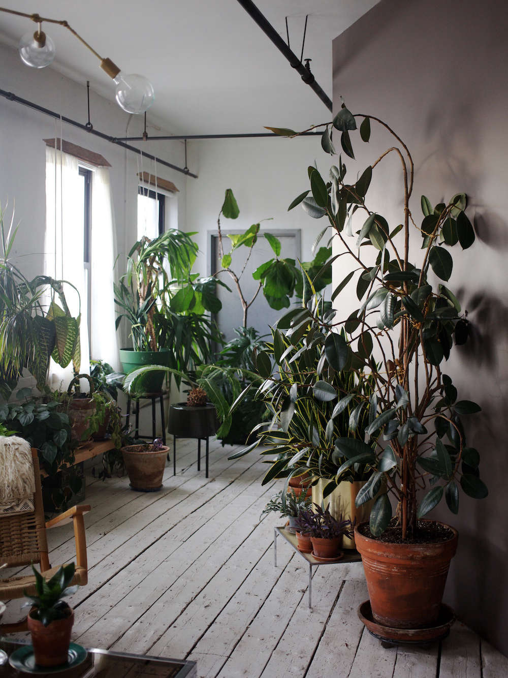 The apartment was painted white when she arrived, and Simon-Alexander added a gray-purple accent wall as the backdrop for her indoor jungle. At far right a rubber tree was &#8\2\20;at its happiest,&#8\2\2\1; basking in indirect light. (Simon-Alexander later put the tree in direct light in her new apartment, where its leaves were scorched by the sun.) The snake plant to its left is one of the first houseplants Simon-Alexander owned.