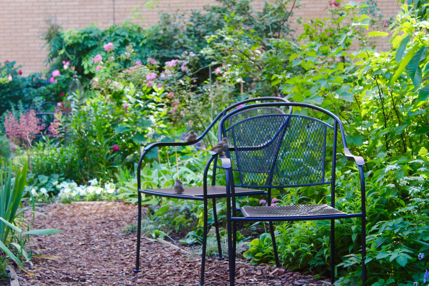 Photograph by Monica Willis, from My Garden Story: A Secret Rooftop Oasis on Manhattan