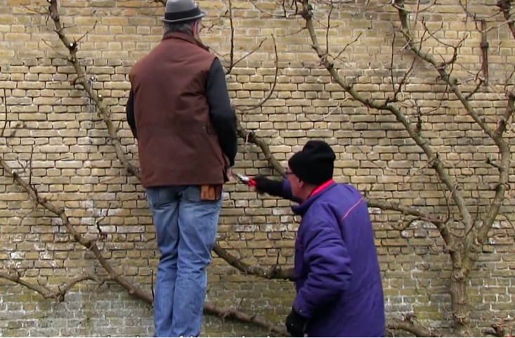 portrait-of-a-garden-film-espalier