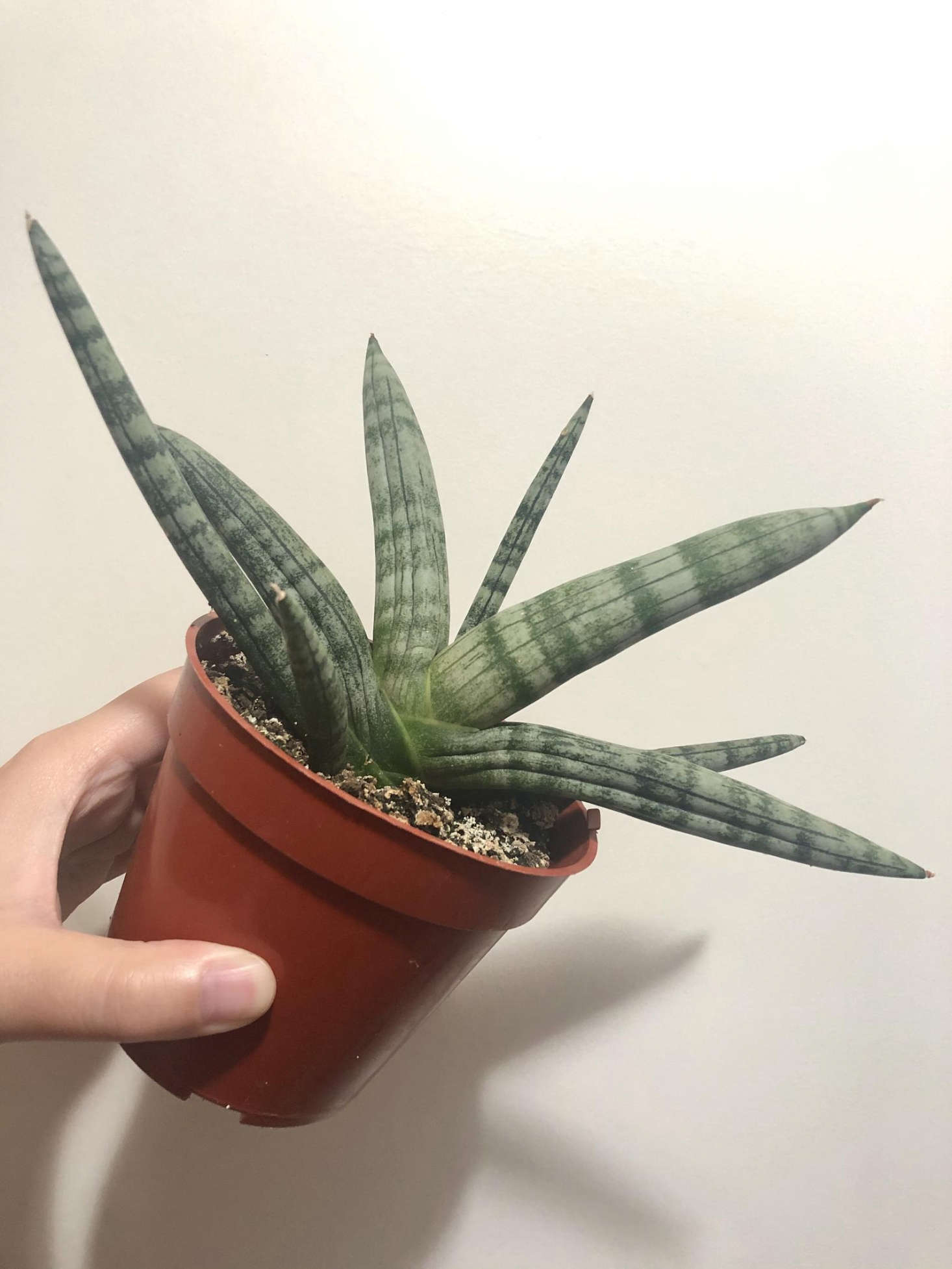 The cylindrical Boncel variety, available for $ via Etsy, is especially sturdy.