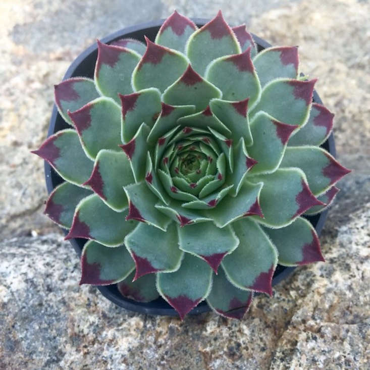 Gardening 101: Echeverias - Gardenista