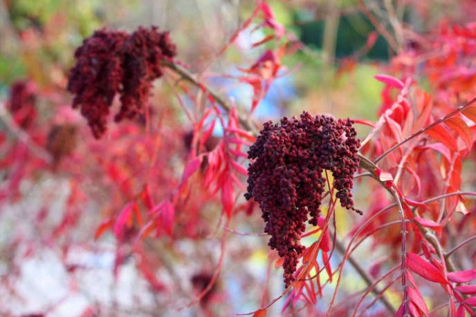 Sumac Hydrangea Gardening 101: Sumac - Gardenista