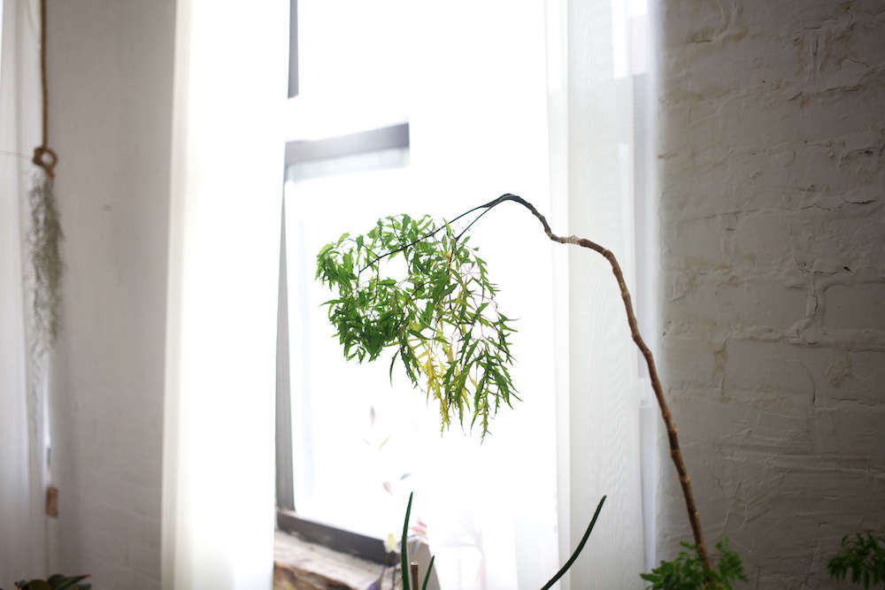 Simon-Alexander bought this plant from Ikea when she first moved into her Williamsburg loft; it had four stalks, and only one survived. “It looks like a bamboo,” she said, “but I think it’s a Japanese maple of some sort.”