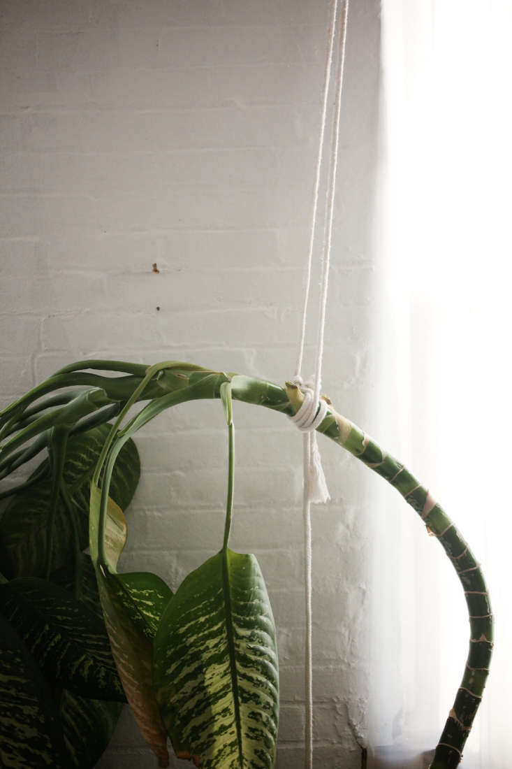 tropical houseplant supported by white rope against a white wall