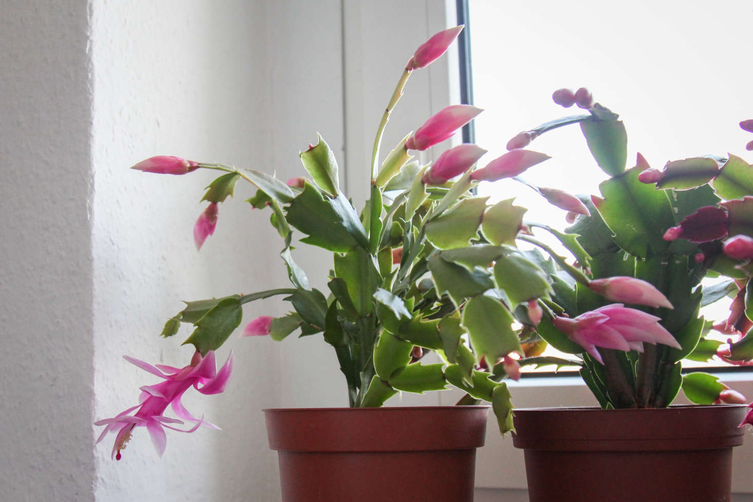 Photograph by Maja Dumat via Flickr.