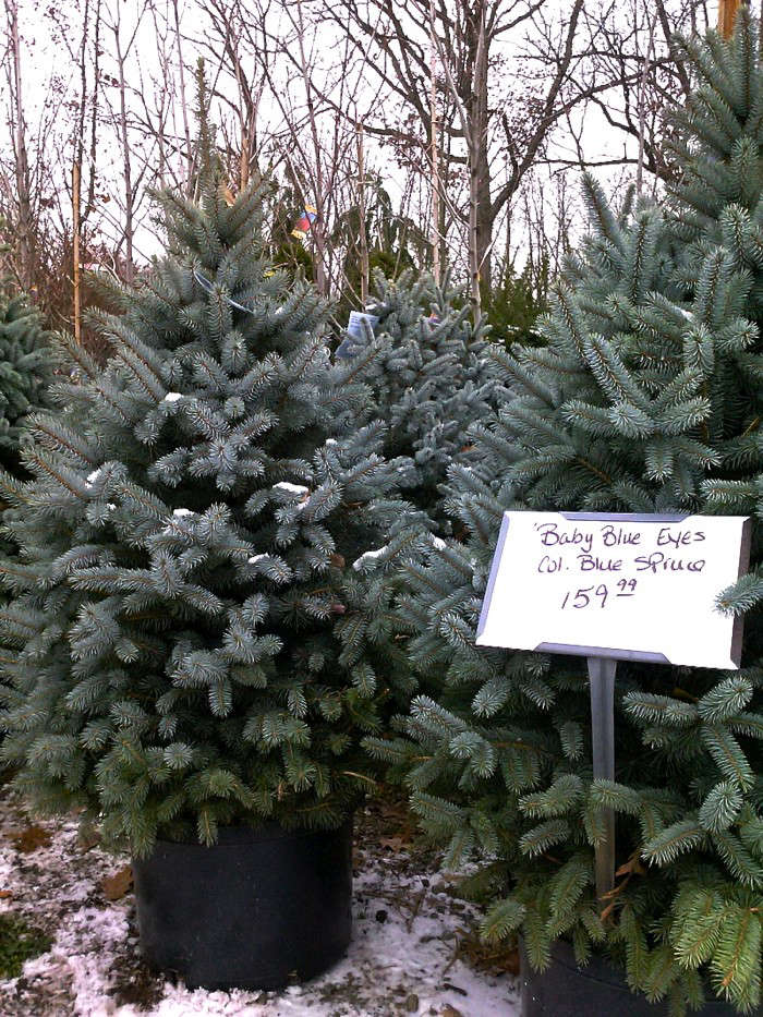 Diy: Plant Your Christmas Tree In The Garden - Gardenista