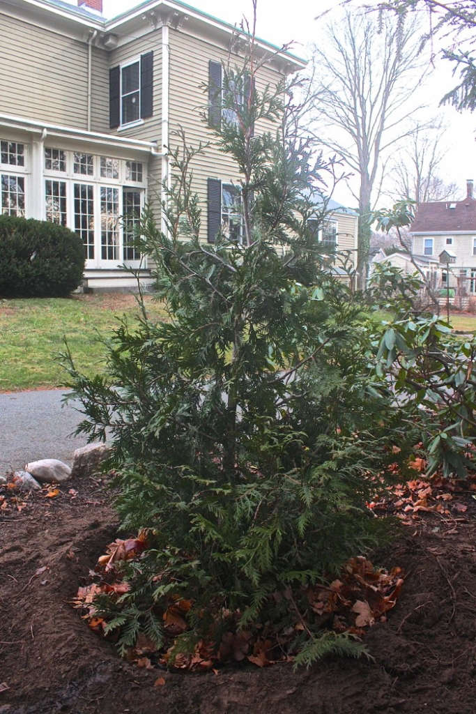 DIY Plant Your Christmas Tree in the Garden Gardenista