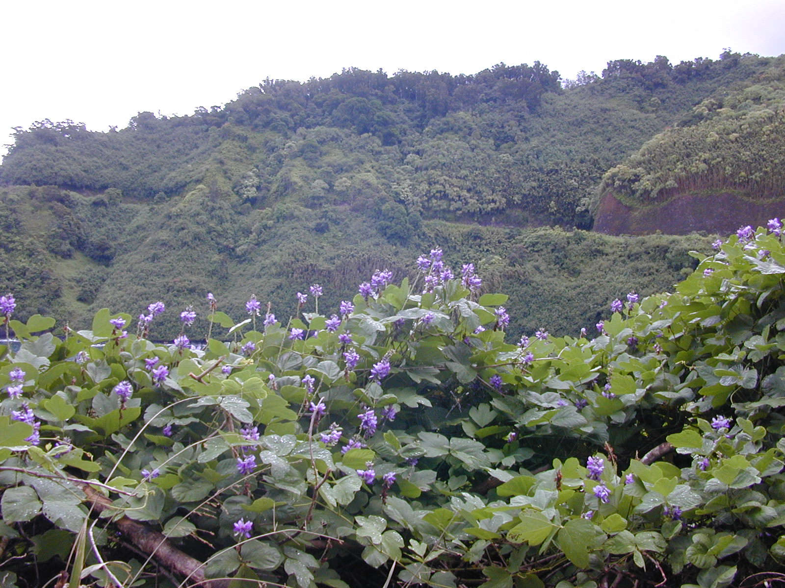 kudzu vine flower