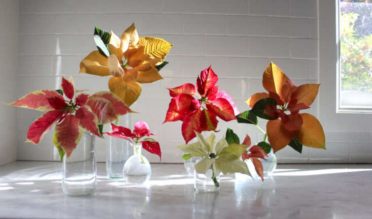 Photograph by Michelle Slatalla. For more, see Poinsettia: Rethinking a Traditional Christmas Flower.