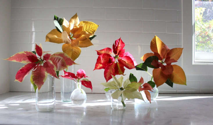 Instead of leaving your poinsettias in their gaudy foil-wrapped plastic pots, cut single stems and insert into multiple bud vases for a stylish holiday arrangement. Photograph by Michelle Slatalla, from Poinsettias: Rethinking a Christmas Cliché.