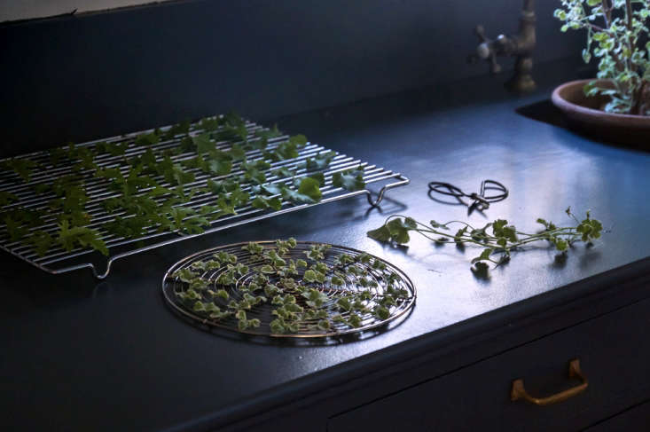 Scented geranium leaves. Photograph by Justine Hand. See Justine&#8\2\17;s recipe for Tea Cake with Meyer Lemons and Rose Geraniums.