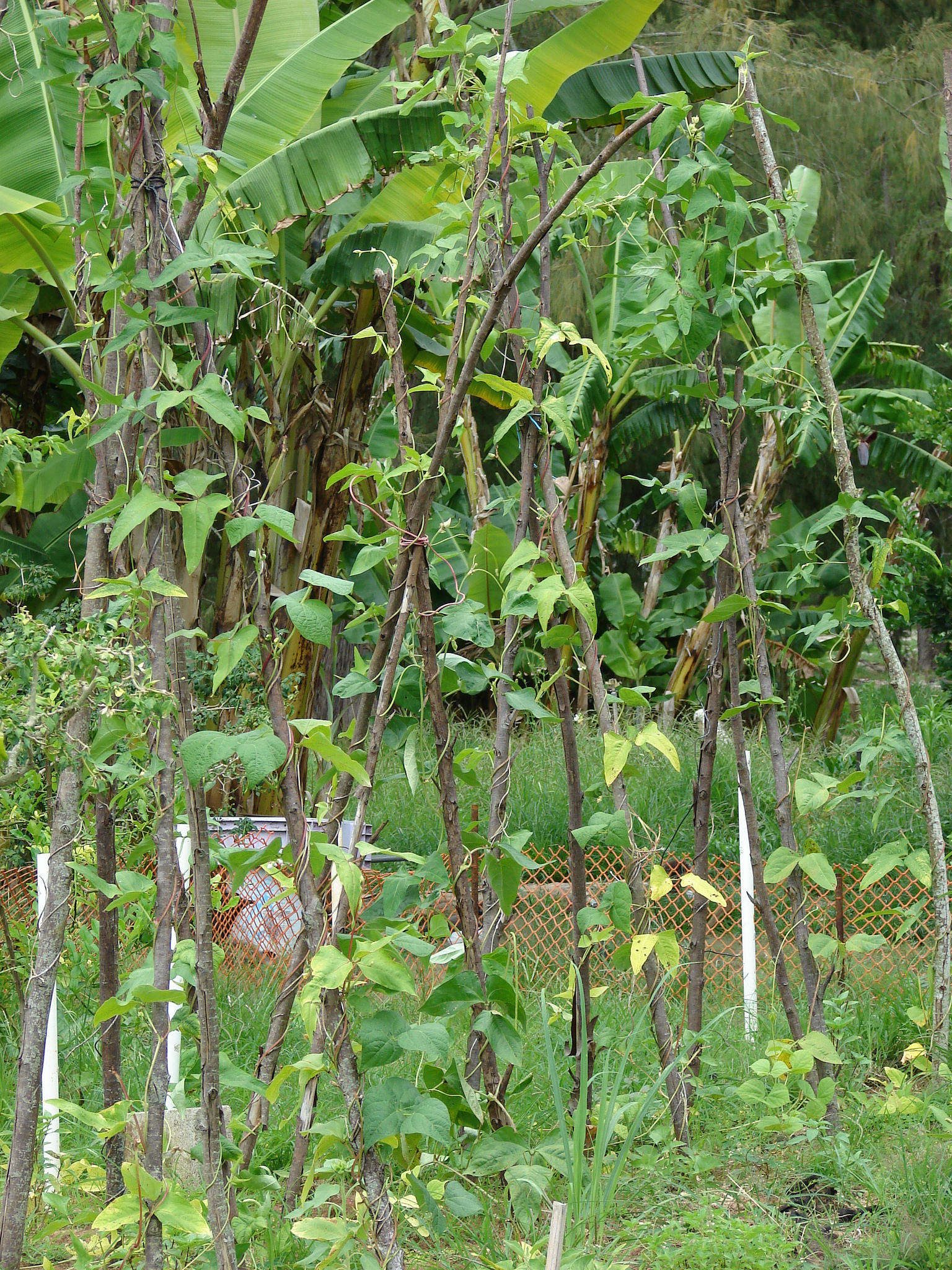 The plant benefits from having plenty of room to sprawl. Photograph by Forest and Kim Starr via Flickr.