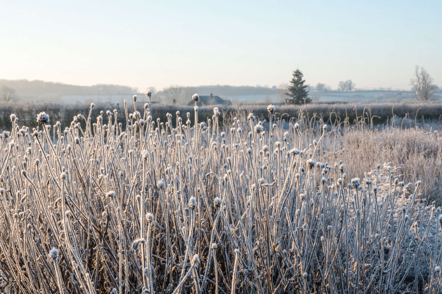 Frosted seed heads of Echinacea pallida at Oudolf Field at Hauser and Wirth, Somerset. Photograph by Heather Edwards. See more at Designer Visit: Piet Oudolf’s Otherworldly Garden at Hauser & Wirth Somerset.