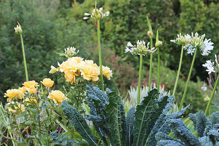 Kale and roses. See more in and Me: My Favorite Edible Plants to Grow in Shade. Photograph by Marie Viljoen.