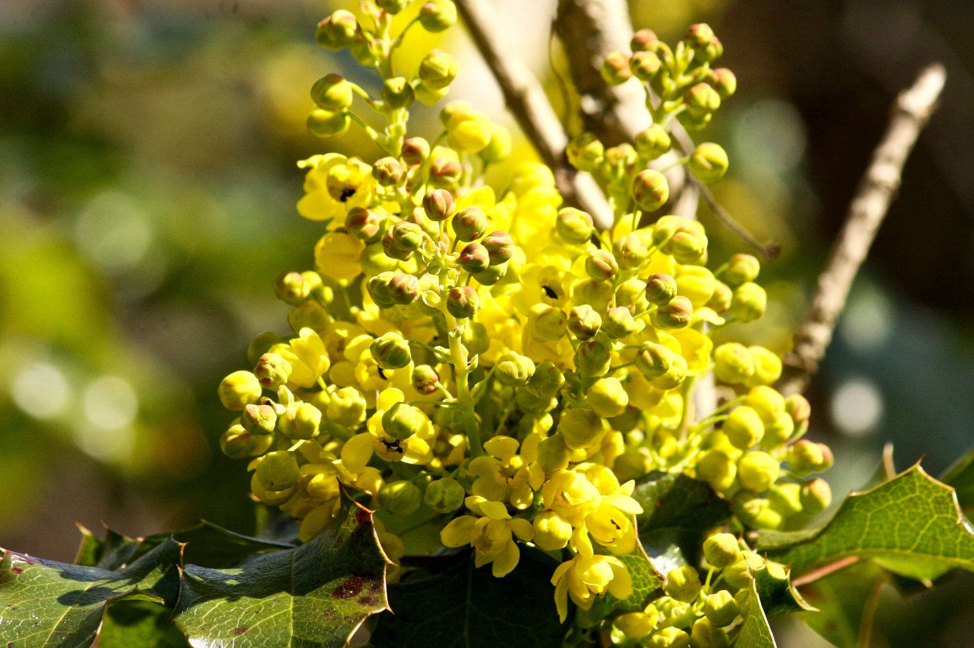 How To Successfully Grow Mahonia A Field Guide To Planting Care And Design On Gardenista