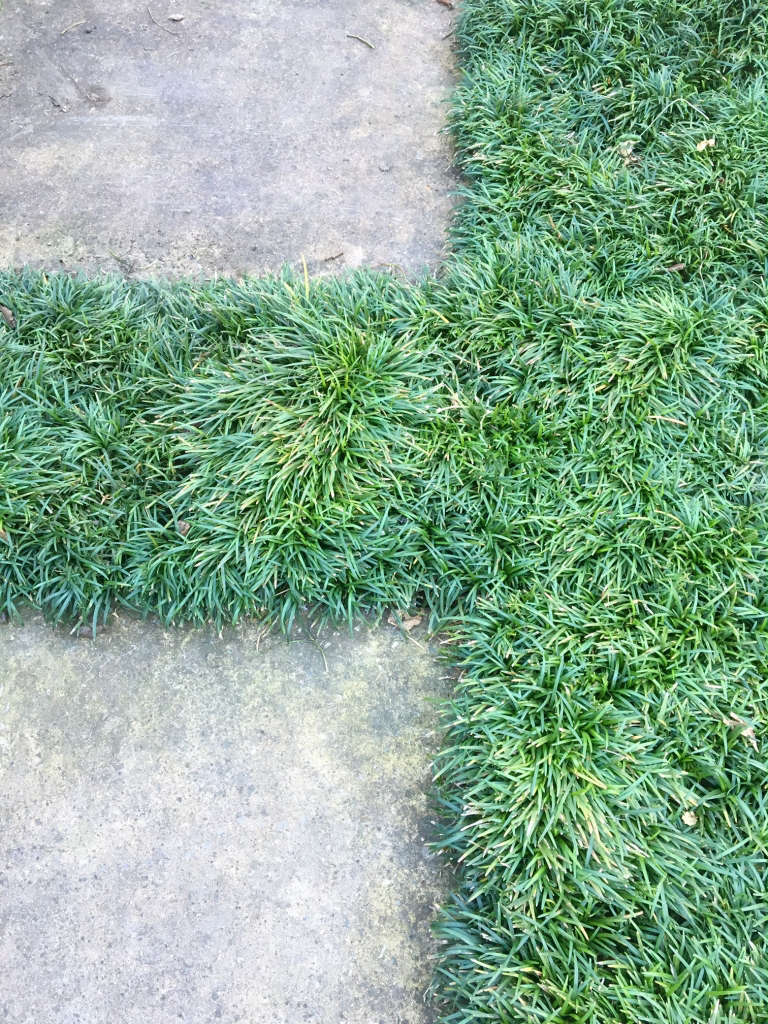 Mondo grass nicely resembling a green Flokati rug. Photograph by Kier Holmes.