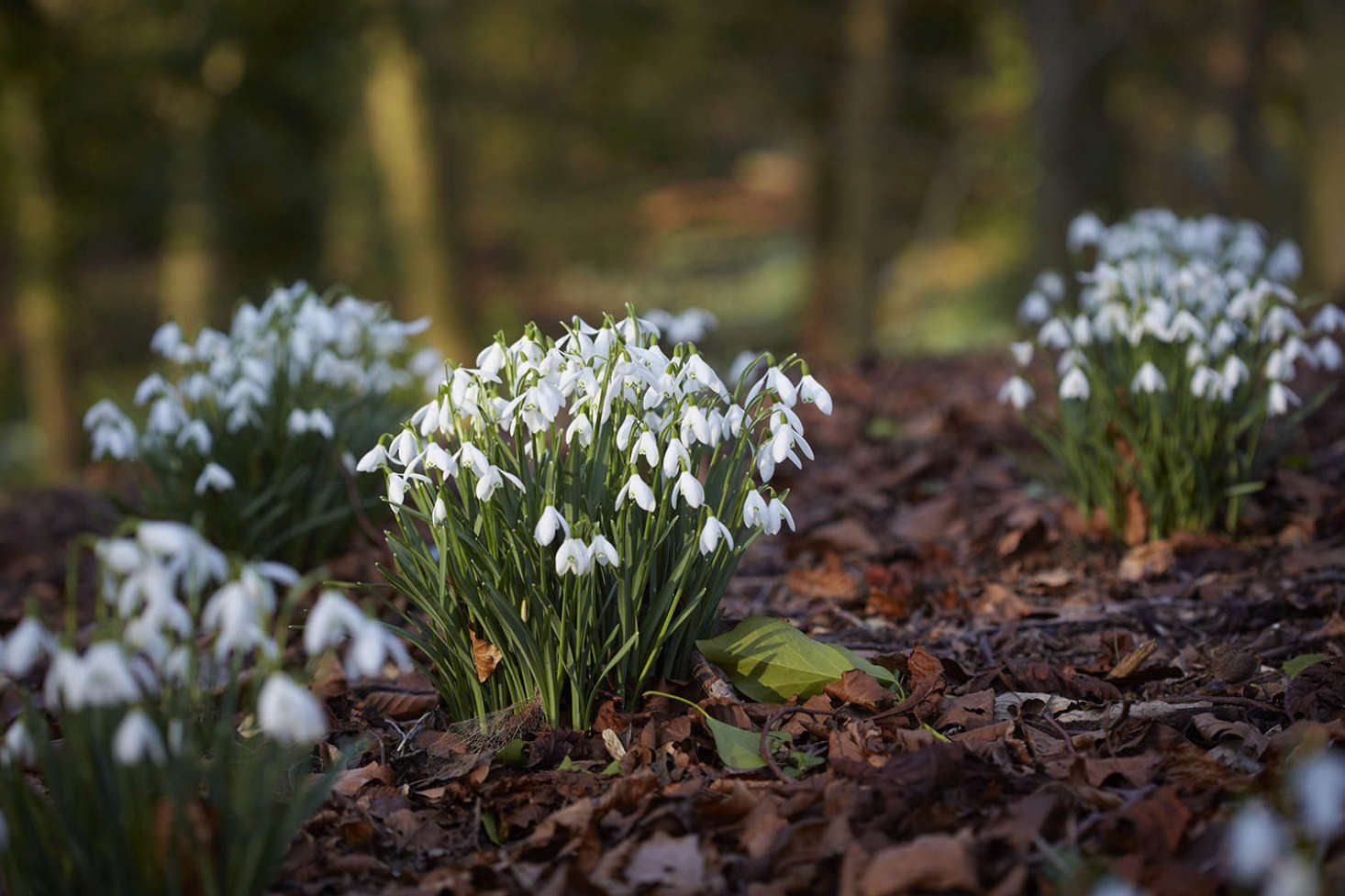 Snowdrops enjoy the naturally dampish conditions of a woodland floor; adding leaf compost (aka 