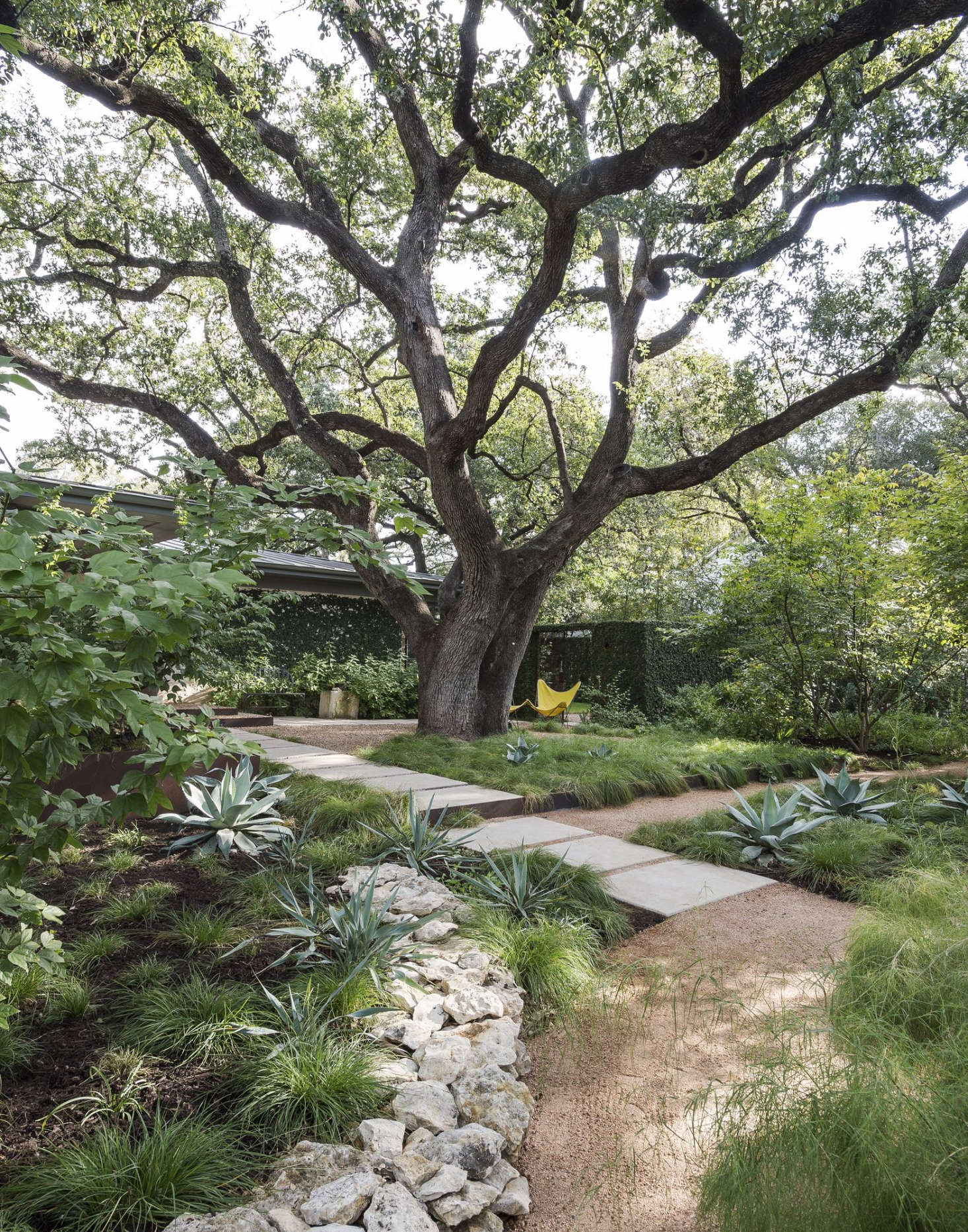A majestic live oak is a focal point in landscape architect Christine Ten Eyck’s garden in Austin, Texas. (See her garden in our book, Gardenista: The Definitive Guide to Stylish Outdoor Spaces.) Photograph by Matthew Williams for Gardenista. For more on specimen trees, see Specimen Trees: Are They Worth It?