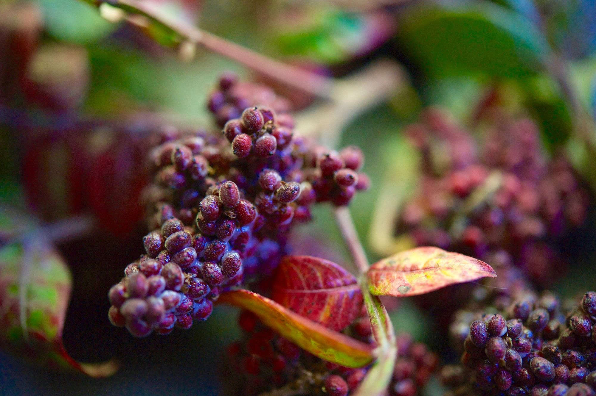 How to Successfully Grow Sumac Tree A Field Guide to Planting, Care