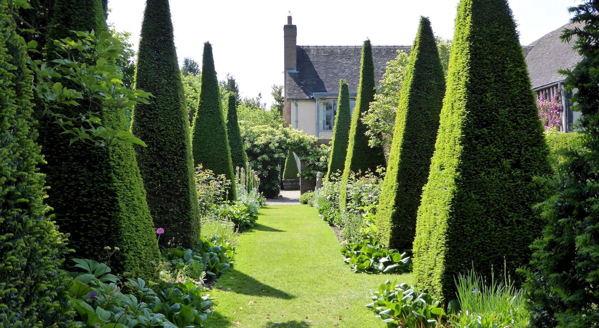 How to Successfully Grow Yew Tree A Field Guide to Planting, Care, and