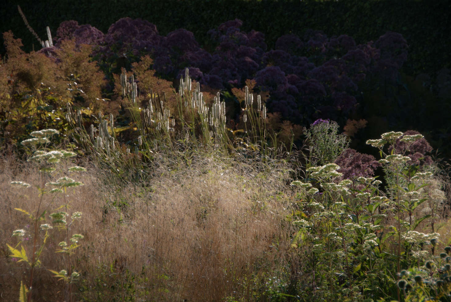 Actaea racemosa (Black Cohosh) adds height and airiness behind grasses.
