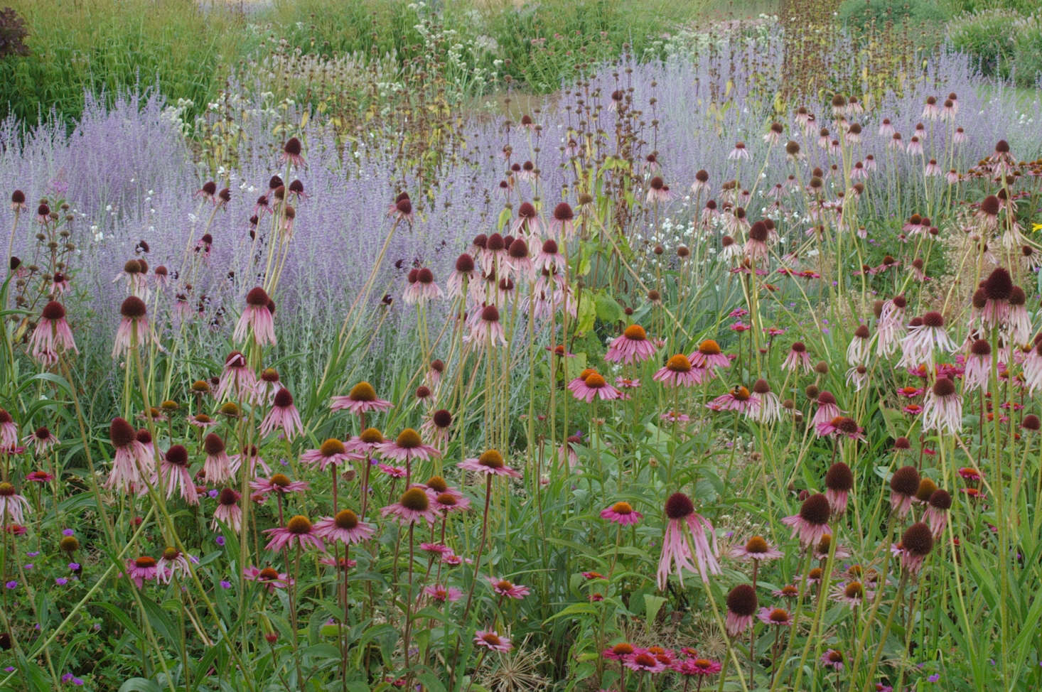 Echinacea varieties and hazy purple Perovskia atriplicifolia (Russian sage) mingle in Dutch designer Piet Oudolf