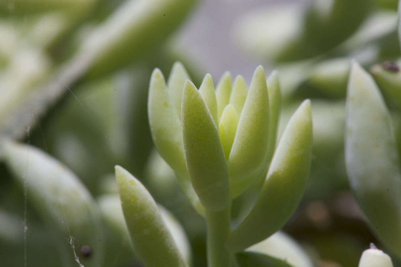Sedum morganianum 