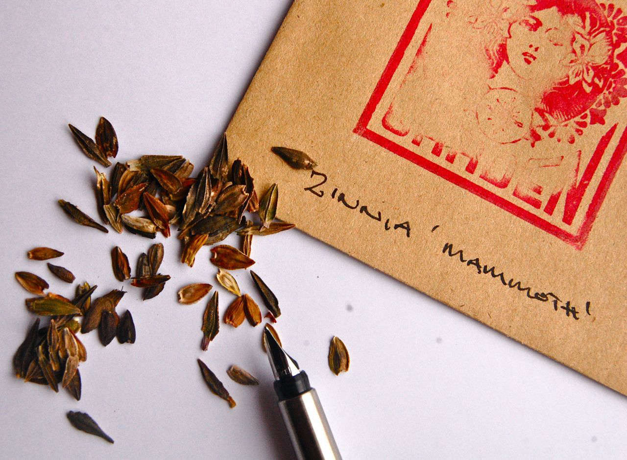 семена цинии. семена цинии. семена цинии фото. семена цинии. семена цинии как выглядят.