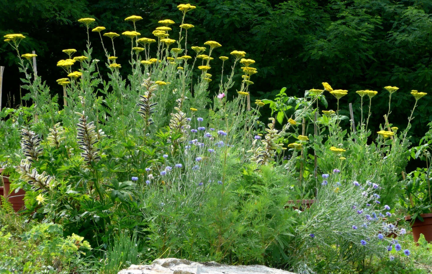 Yellow yarrow (Achillea) mingles well with other perennials in a flower bed. Photograph by Cristina Sanvito via Flickr.
